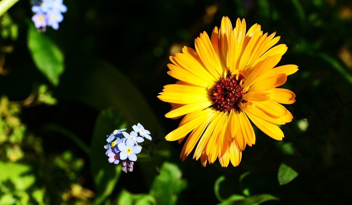 Using Gravel and Drought-Tolerant Plants in Low-Maintenance Gardens
