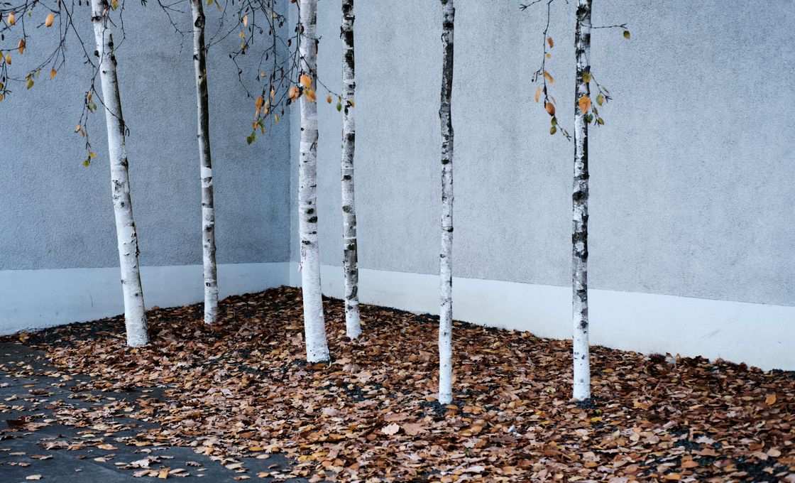 Birch Corner