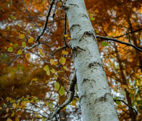 Birch Corner